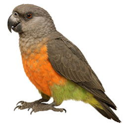 Poicephalus Parrots